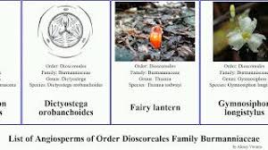 Image result for Gymnosiphon longistylus