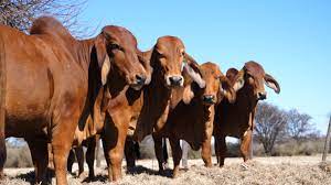 Docility In Brahman Cattle The Brahman Cattle Breeders Society Of South Africa