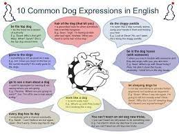 Facebook English Idioms Dog Expressions Idioms