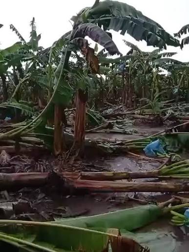 Fuertes vientos afectan cultivos de plátano en Chiriquí