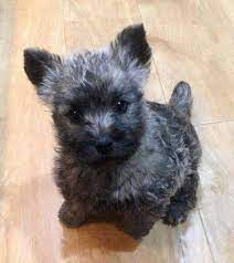 Pin By Cherie Yanonis On I Love Cairn Terriers Cairn Terrier Puppies Terrier Puppies Puppies