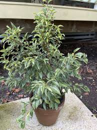Image result for Ficus benjamina