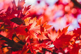 フリー写真 紅葉したカエデの葉でアハ体験 Gahag 著作権フリー写真 イラスト素材集