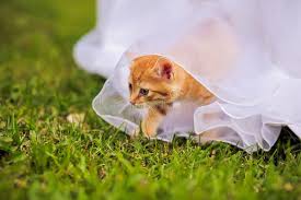 Eigentlich wollte tierfreundin lauren maners sich ganz auf die bevorstehende geburt ihrer tochter. Katze In Einem Hochzeitskleid Mit Fliege Stockfoto Bild Von Grau Schauen 75147676