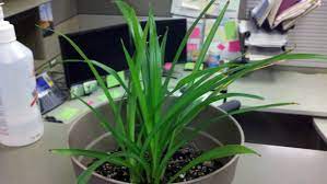 Now that i know, the solution is so logical! My Indoor Plant Has An Orange Mold Like Substance Growing On It And Has Tiny White Bugs How Can I Remove It Gardening Landscaping Stack Exchange
