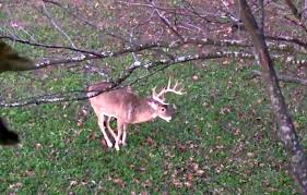 Watch New Ddh Video Library Streamlined For Deer Hunters Deer And Deer Hunting Deer Hunting Gear Whitetail Deer Hunting Deer Hunting Stands