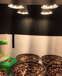 We did not find results for: Simple Diy Led Grow Light For Cheap Growing Autoflowers Led Diy Led Grow Lights Led Grow