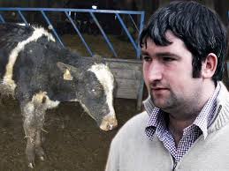 Dog found living off carcass of dead horse and cow drowned in mud at farm