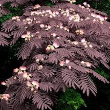 Chocolate Mimosa Tree Jardin Albizia Julibrissin Summer Chocolate Albizia Et Plante Jardin