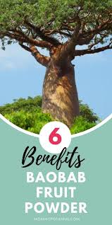 6 Benefits Of Baobab Fruit Powder How To Use It Baobab Baobab Benefits Baobab Powder