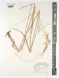 Image result for Sorghastrum stipoides