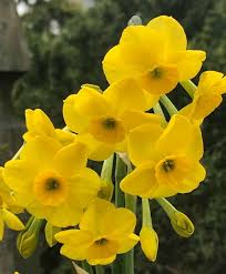 Kokopelli Narcissus John Scheepers Beauty From Bulbs In 2020 Narcissus Yellow Flowers Daffodils