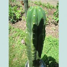 San pedro powder is widely used to treat nervous disorders, chemical dependencies, heart diseases and hypertension. San Pedro Cactus Seeds World Seed Supply