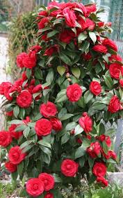 How To Grow Camellias Today S Homeowner Flowering Bushes Beautiful Flowers Flowers