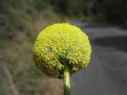 It is native to australia and belongs to the daisy family. Craspedia Variabilis Wikipedia