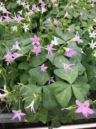 Image result for Oxalis oligotricha