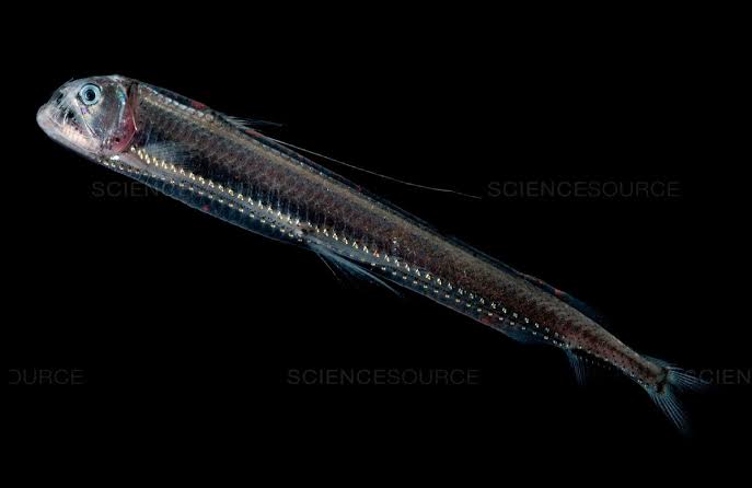 Sloanes Viperfish