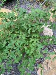 Image result for Pellaea