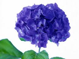 Maybe you would like to learn more about one of these? Free Download Wholesale Flowers Coastal Wholesale Inc West Palm Beach Fl Home 720x540 For Your Desktop Mobile Tablet Explore 49 Wallpaper Wholesalers Inc Wallpaper Clearance Five Dollars Or Less