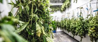 Wenn dann der zeitpunkt für die ernte beim hanf gekommen ist, habt ihr alles vorbereitet und in einem trockenen, abgedunkelten raum können eure. Trocknen Von Cannabisbluten Nach Der Ernte Humboldt Seeds