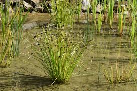 Image result for Schoenoplectiella mucronata