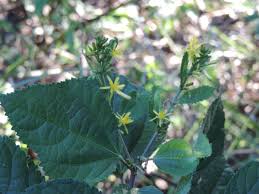 Image result for Triumfetta