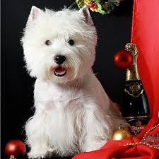 Pedigree database West Highland White Terrier