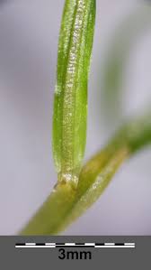 Image result for Potamogeton pusillus