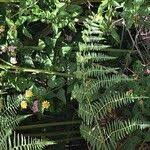 Image result for Deparia boryana