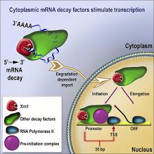 We did not find results for: Gene Expression Is Circular Factors For Mrna Degradation Also Foster Mrna Synthesis Cell
