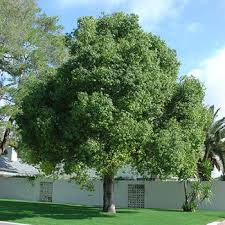 Tree Nursery Trees For Sale Mesa Gilbert Queen Creek A P