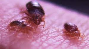 Check spelling or type a new query. Cdc Warns Of Common Parasites Plaguing Millions In U S Cbs News