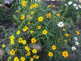 Image result for Zinnia angustifolia
