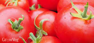 I make it often when fresh garden tomatoes are in season. Growing Tomatoes In Cooler Climates