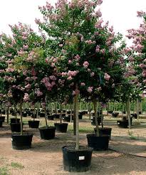 We did not find results for: Crape Myrtle Muskogee Cherrylake