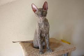 Ch Rex Flower S Cupido Lilac Cornish Rex Cat Colors Lilac Cornish Rex