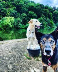 pin by rehabilitiere hundetraining on http www rehabilitiere de in 2020
