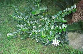 Image result for Carissa