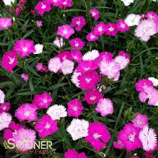 Image result for Dianthus