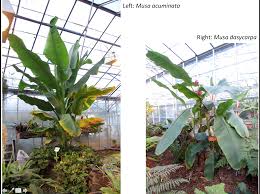 Image result for Musaceae