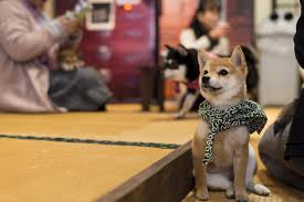 The american association of feline practitioners created this. Best Animal And Pet Cafes In Tokyo Time Out Tokyo