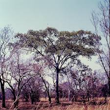 Image result for Ficus fischeri