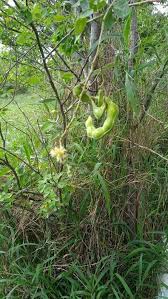 Image result for Pithecellobium dulce