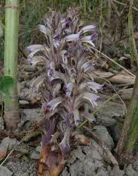 Image result for Orobanche