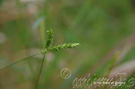 Image result for Sacciolepis indica