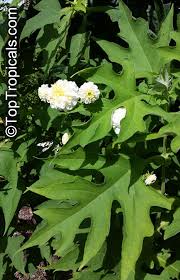 Montanoa bipinnatifida is a shrub. Montanoa Bipinnatifida Tree Chrysanthemum Pom Pom Tree Toptropicals Com