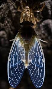 i fink u freaky n i like u a lot おしゃれまとめの人気アイデア pinterest karry akiba 美しい生物 昆虫アート 動物