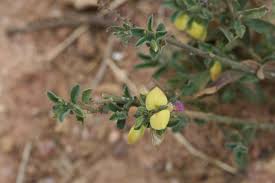 Image result for Polygala persicariifolia