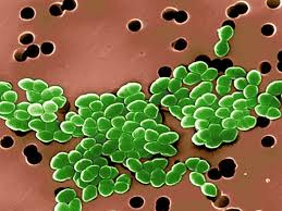 Image result for Vancomycin Resistant Enterococcus