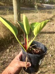 This channel is about love for plants specially rare one.i love also foods, pets, lifestyle, sharing ideas, discussion and travel.how to care. Facebook